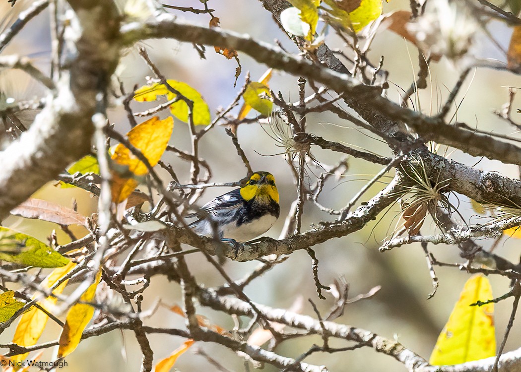 Golden-cheeked Warbler - ML616145487