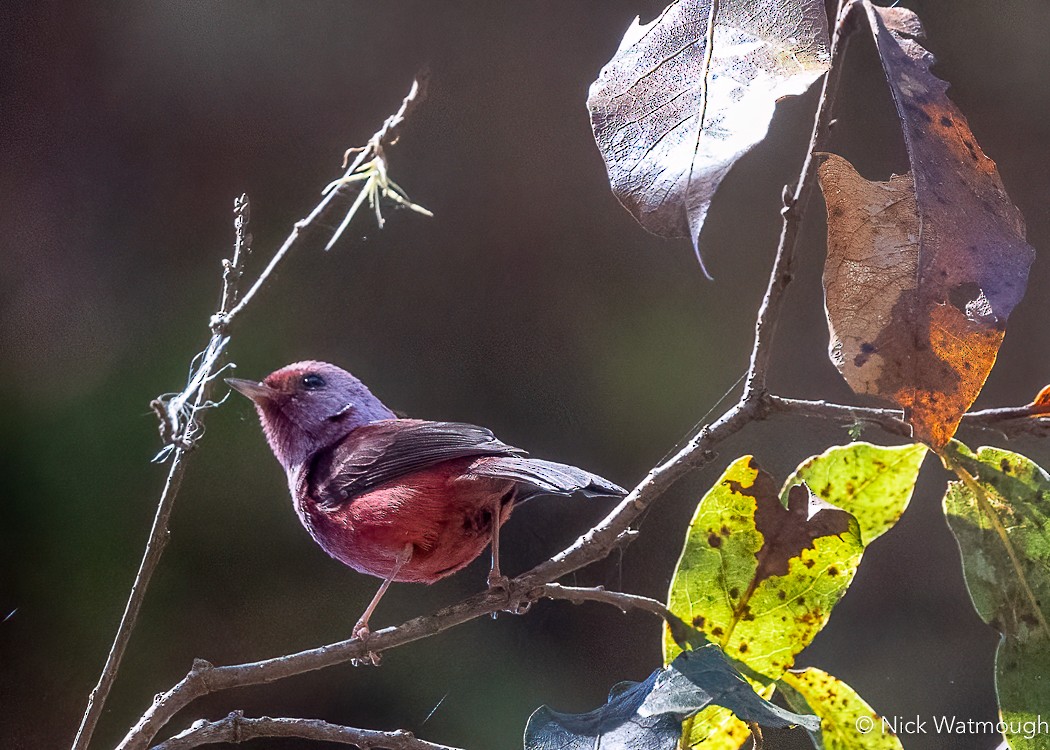 Pink-headed Warbler - ML616145490