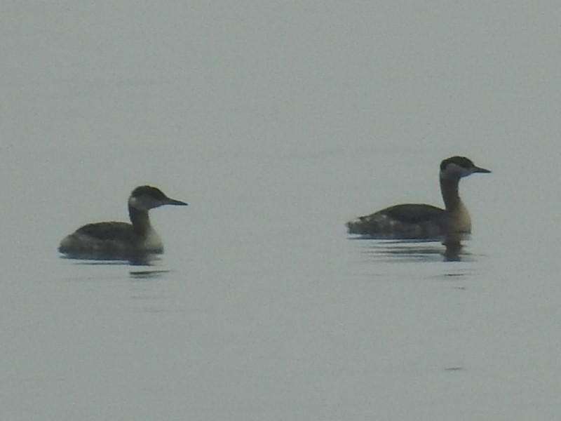 Red-necked Grebe - 春雄 太田