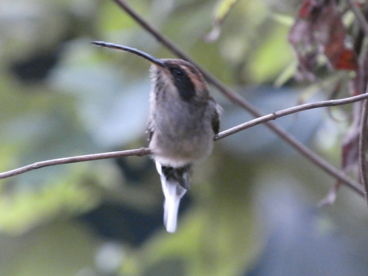 Scale-throated Hermit - Jens Lallensack