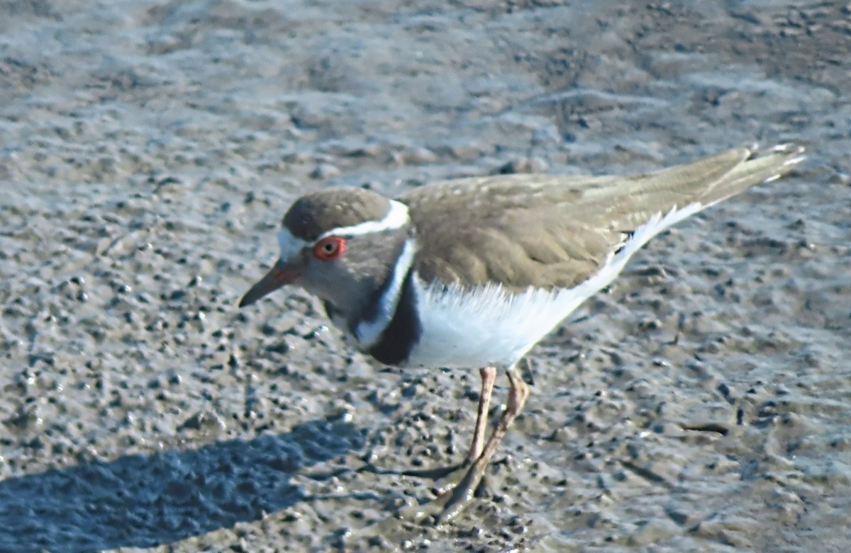 Three-banded Plover - משה נאמן