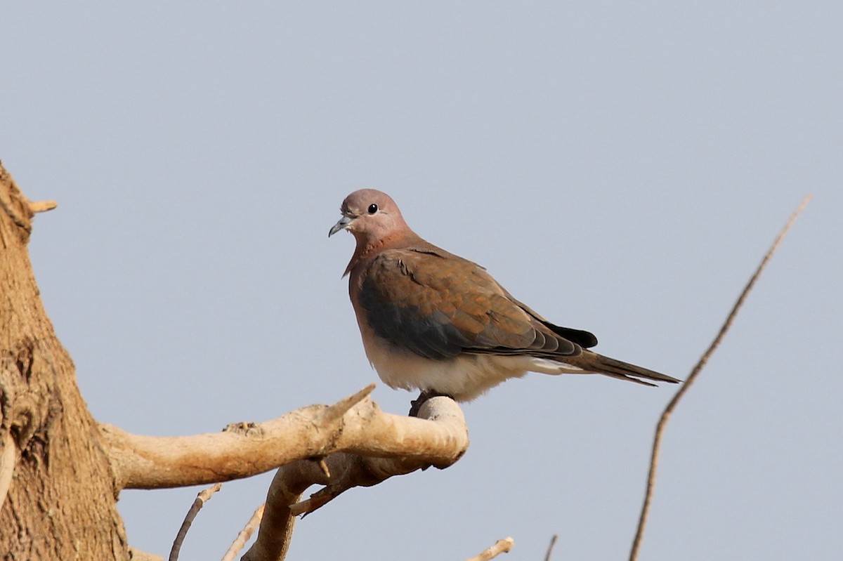 Laughing Dove - ML616145589