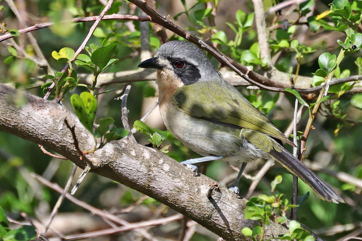 Olive Bushshrike - ML616145636