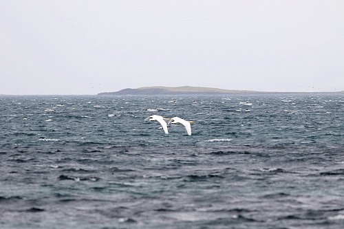 Whooper Swan - ML616145638