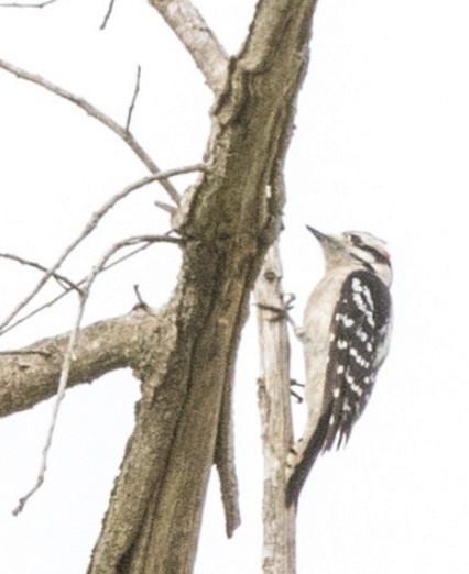 Downy Woodpecker - Patti Haynes