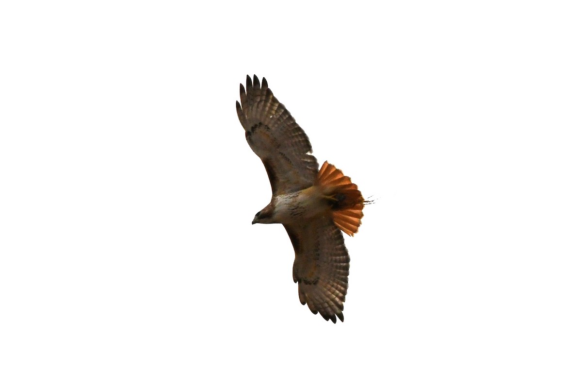 Red-tailed Hawk - ML616145655