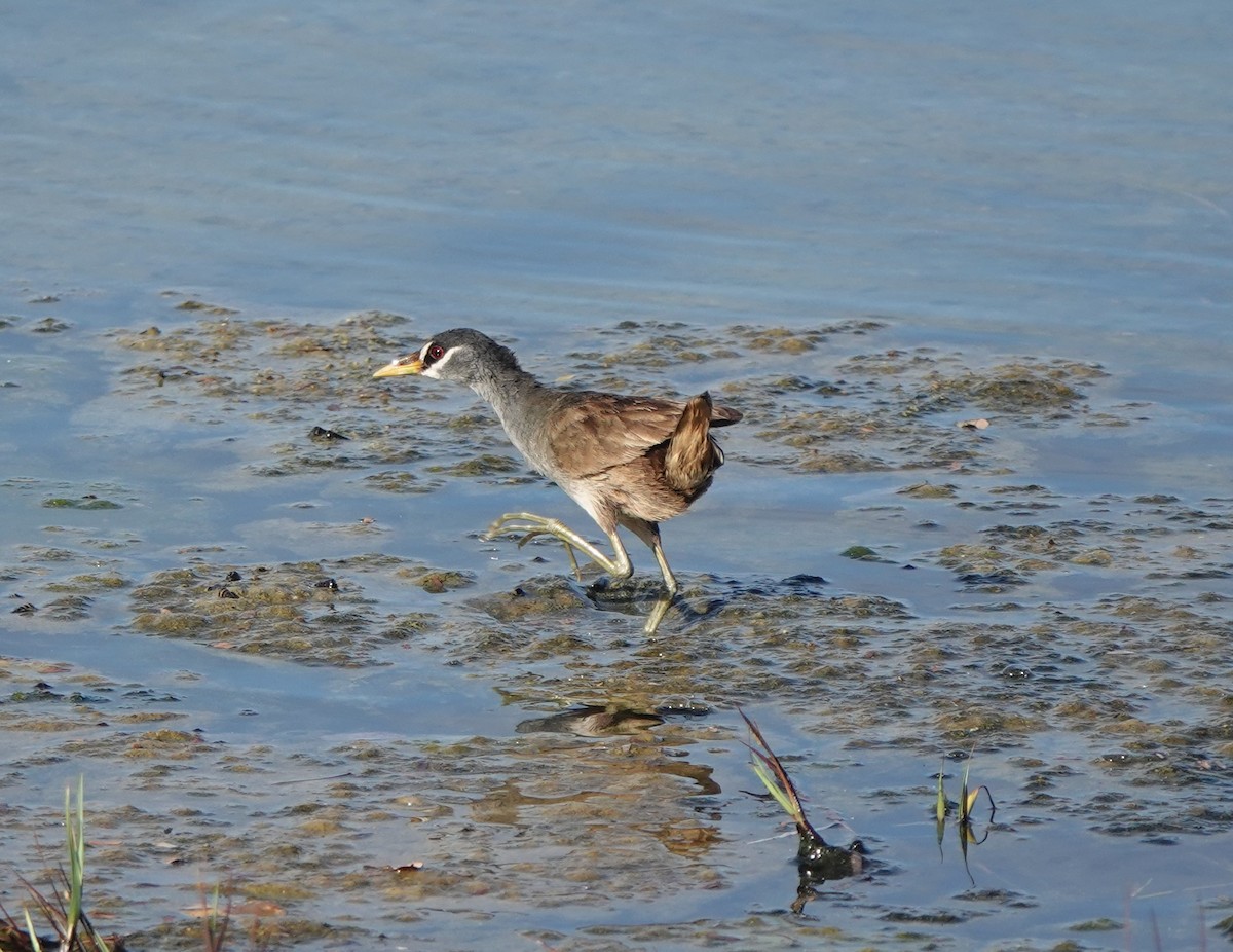 Weißbrauen-Sumpfhuhn - ML616145658