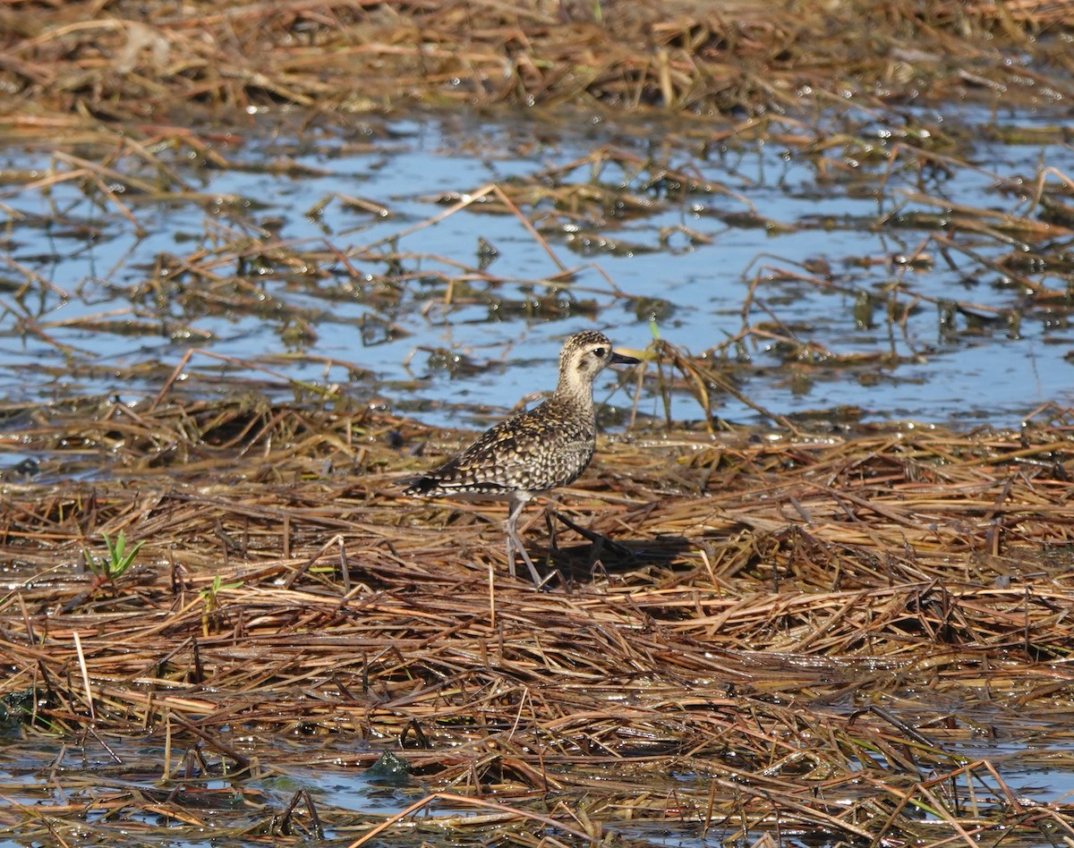 Pacific Golden-Plover - Ronet Santos