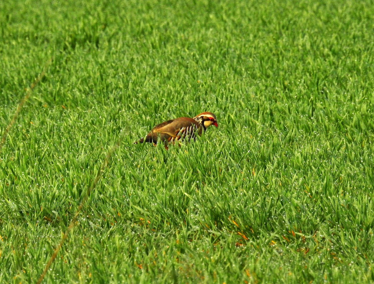 Red-legged Partridge - ML616145701