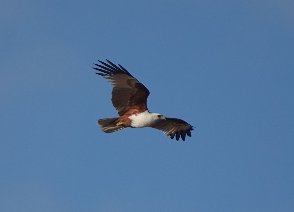 Brahminy Kite - ML616145703