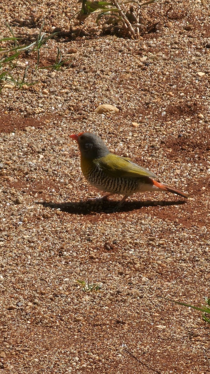 Green-winged Pytilia - ML616145764