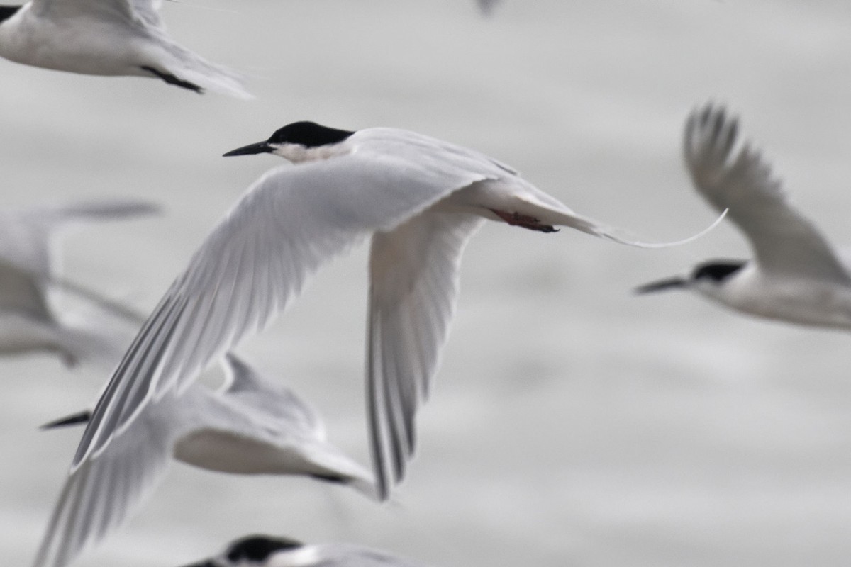 Roseate Tern - ML616145768