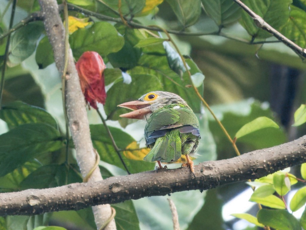 Lineated Barbet - Evelyn Lee
