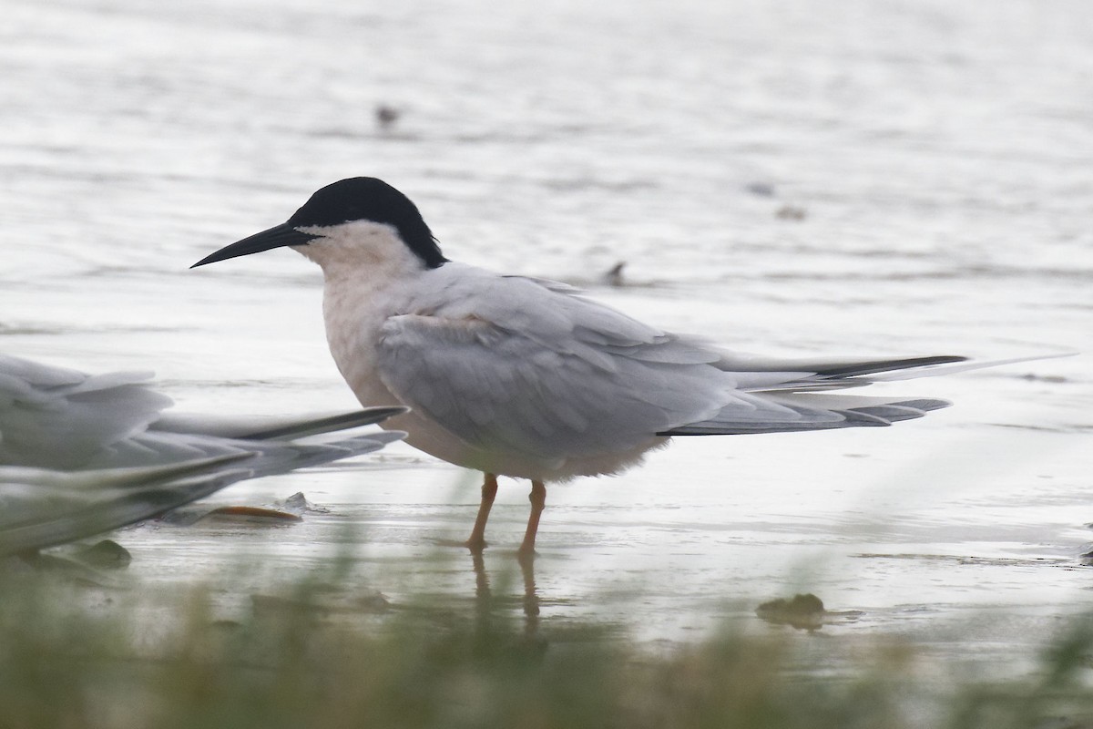 Roseate Tern - ML616145817