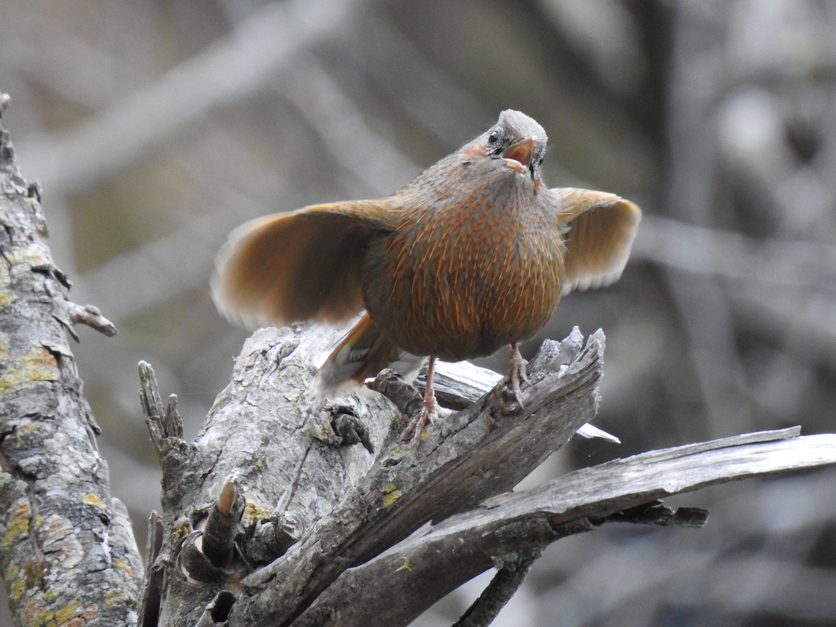 Streaked Laughingthrush - ML616145847