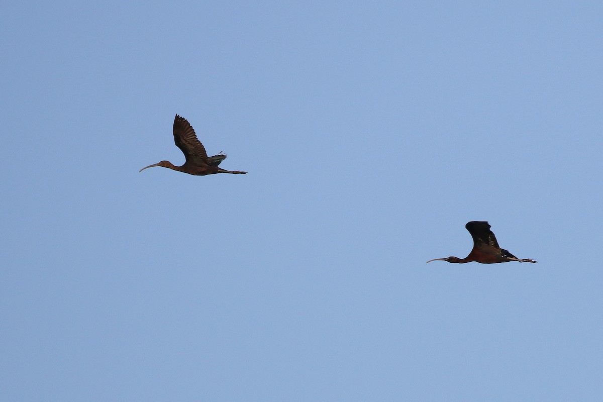 ibis hnědý - ML616145853