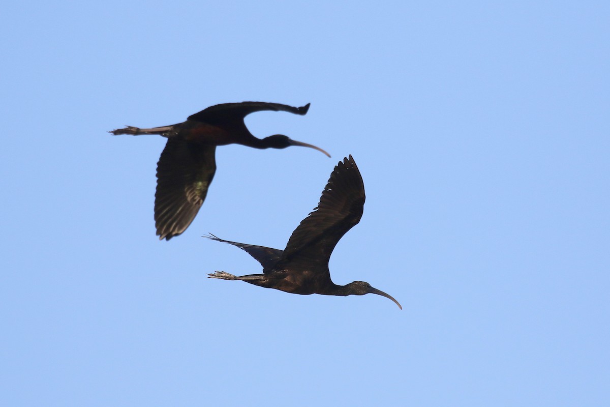ibis hnědý - ML616145854