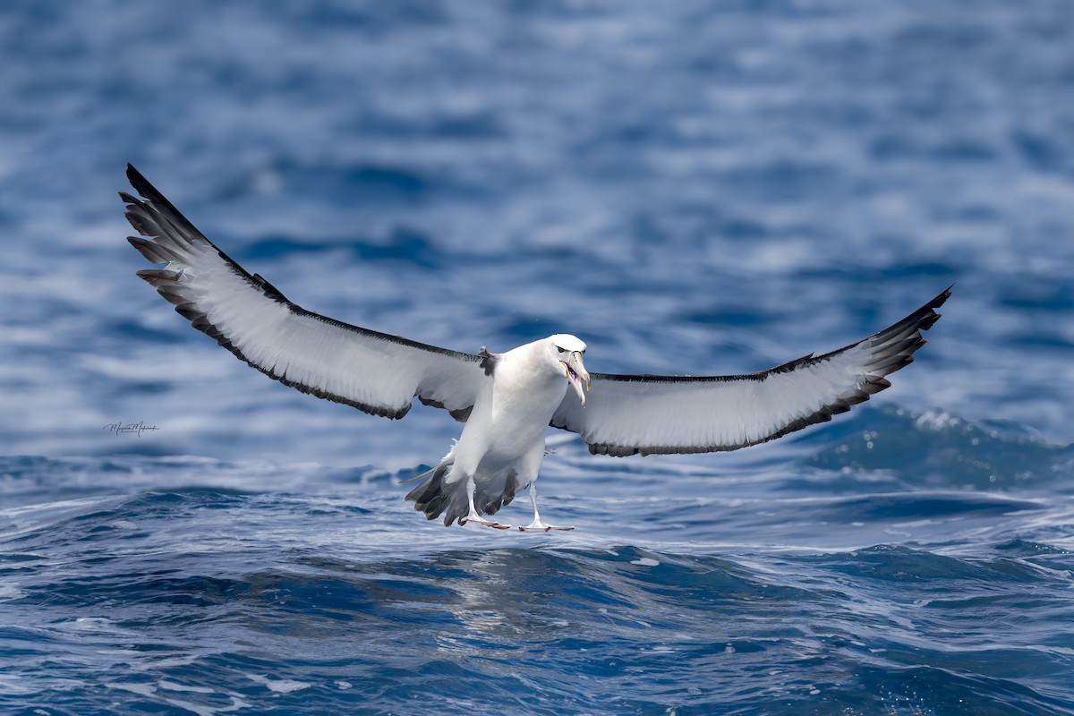 White-capped Albatross - ML616145855