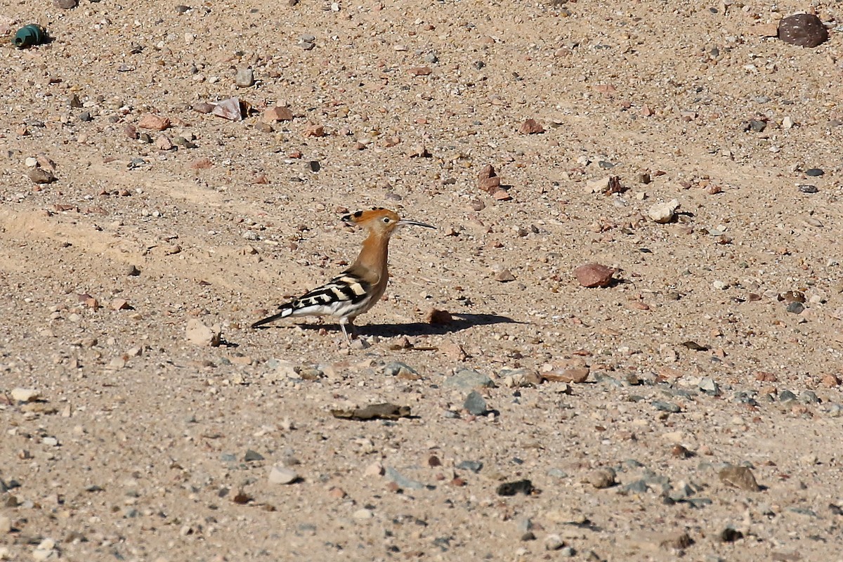 Eurasian Hoopoe (Eurasian) - ML616145907