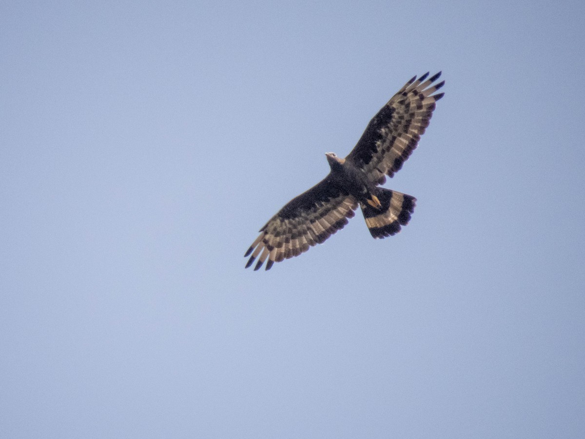 Oriental Honey-buzzard - shyamkumar puravankara