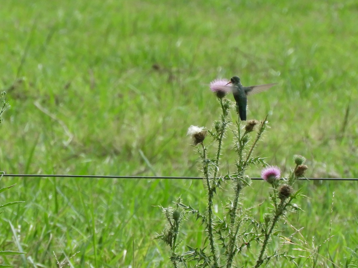 kolibřík lesklobřichý - ML616145989