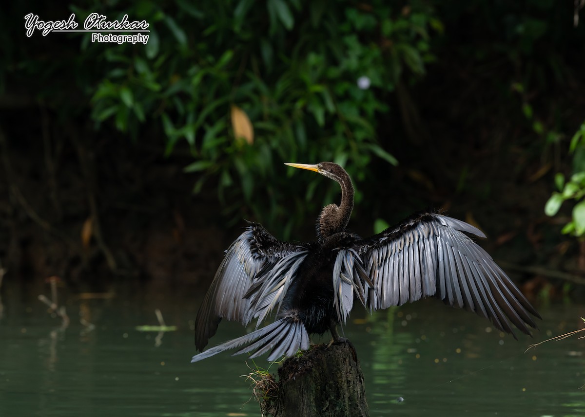 Orient-Schlangenhalsvogel - ML616146019