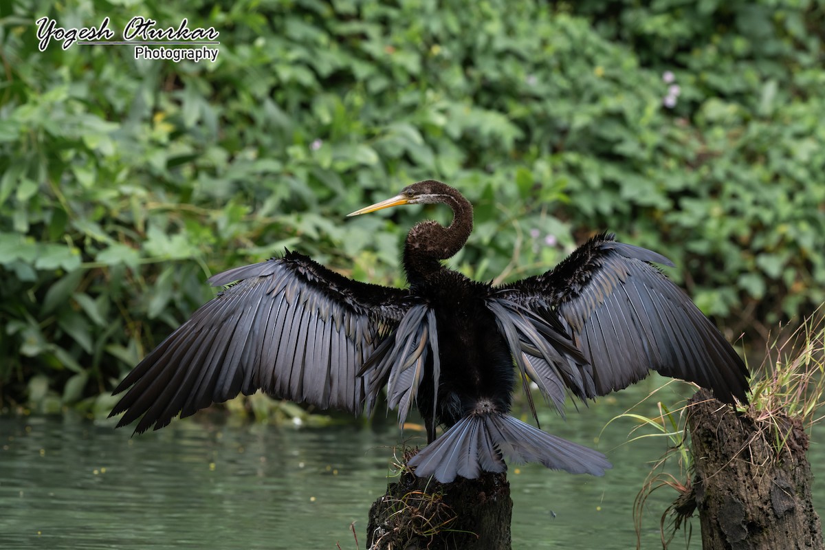 Oriental Darter - Yogesh Oturkar