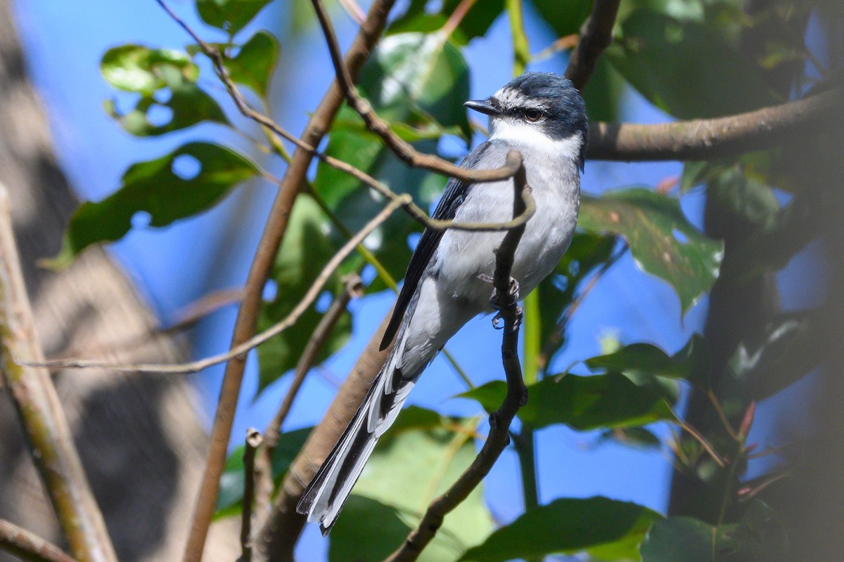 Minivet de las Ryukyu - ML616146027