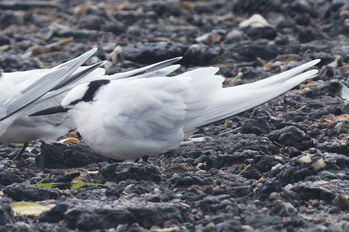 Black-naped Tern - ML616146040