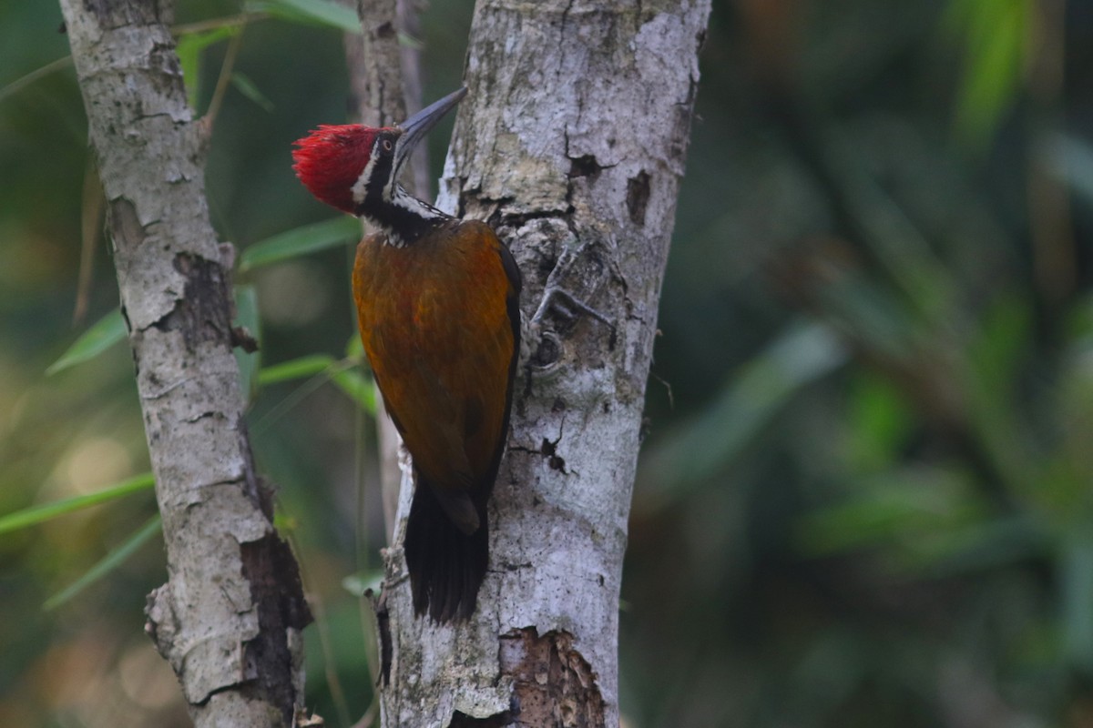 Greater Flameback - Benjamin Pap