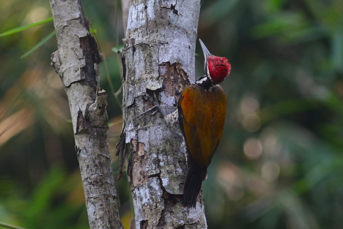 Greater Flameback - Benjamin Pap