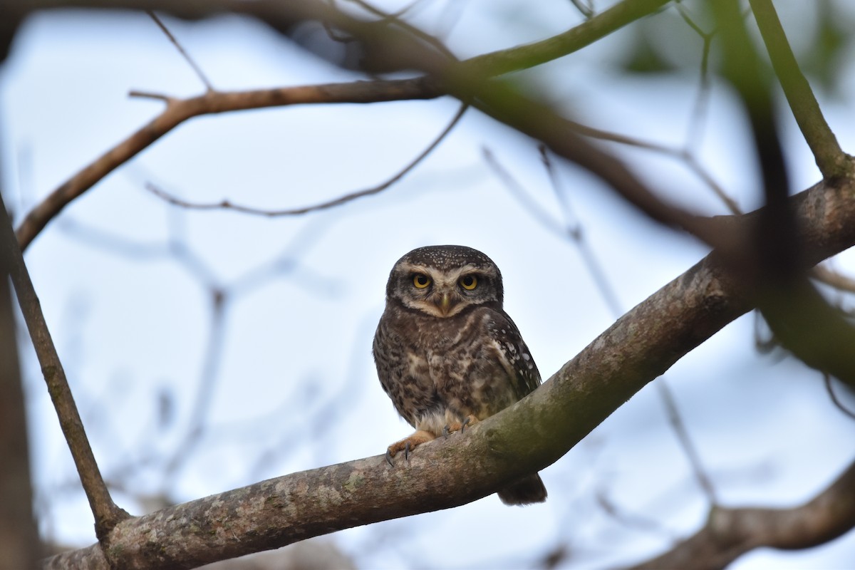 Spotted Owlet - ML616146188