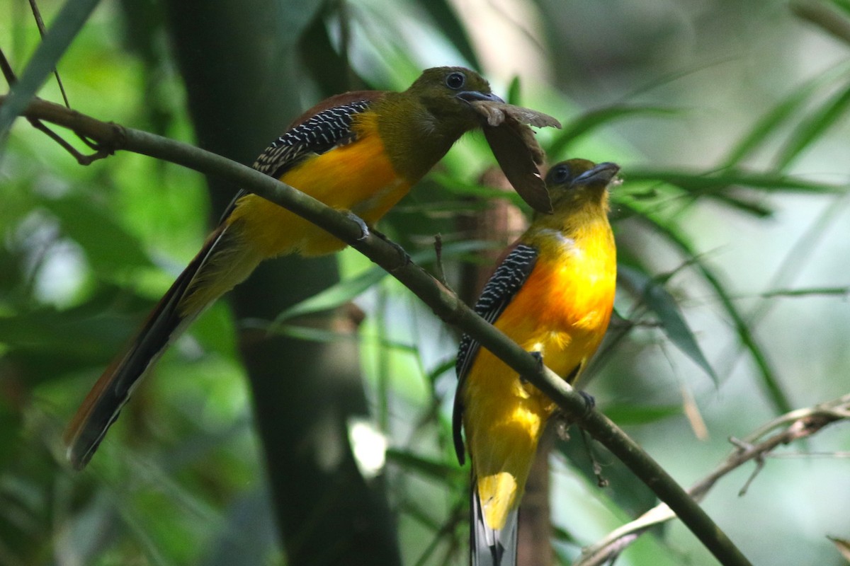 Turuncu Göğüslü Trogon [dulitensis grubu] - ML616146189