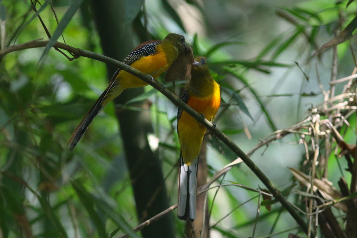 Orange-breasted Trogon (Spice) - Benjamin Pap