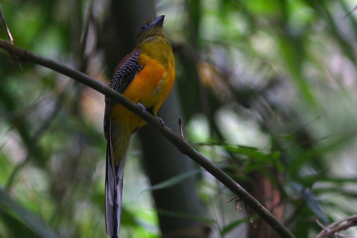 Turuncu Göğüslü Trogon [dulitensis grubu] - ML616146192