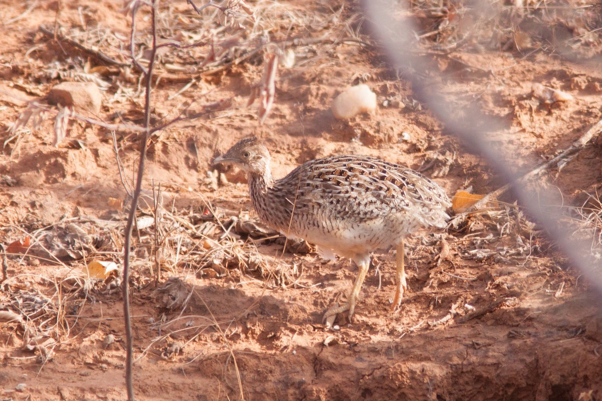 Tinamou boraquira - ML616146194