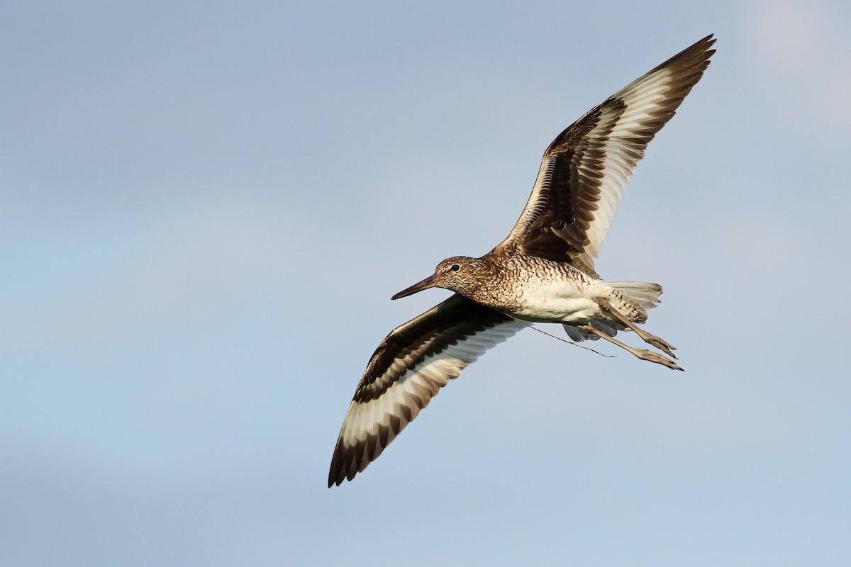 willetsnipe (semipalmata) - ML61614621