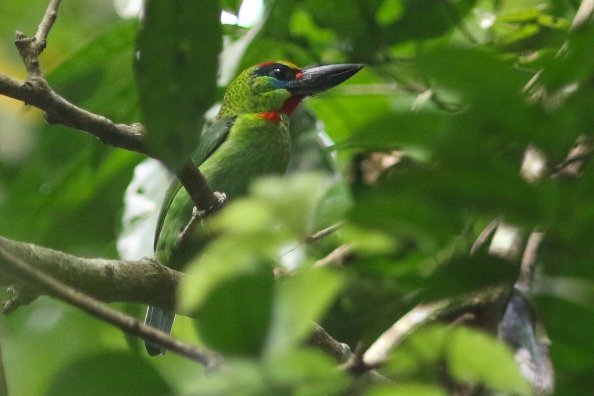 Red-throated Barbet - ML616146221