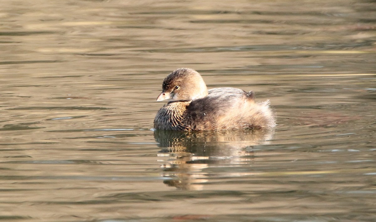 Pied-billed Grebe - ML616146224