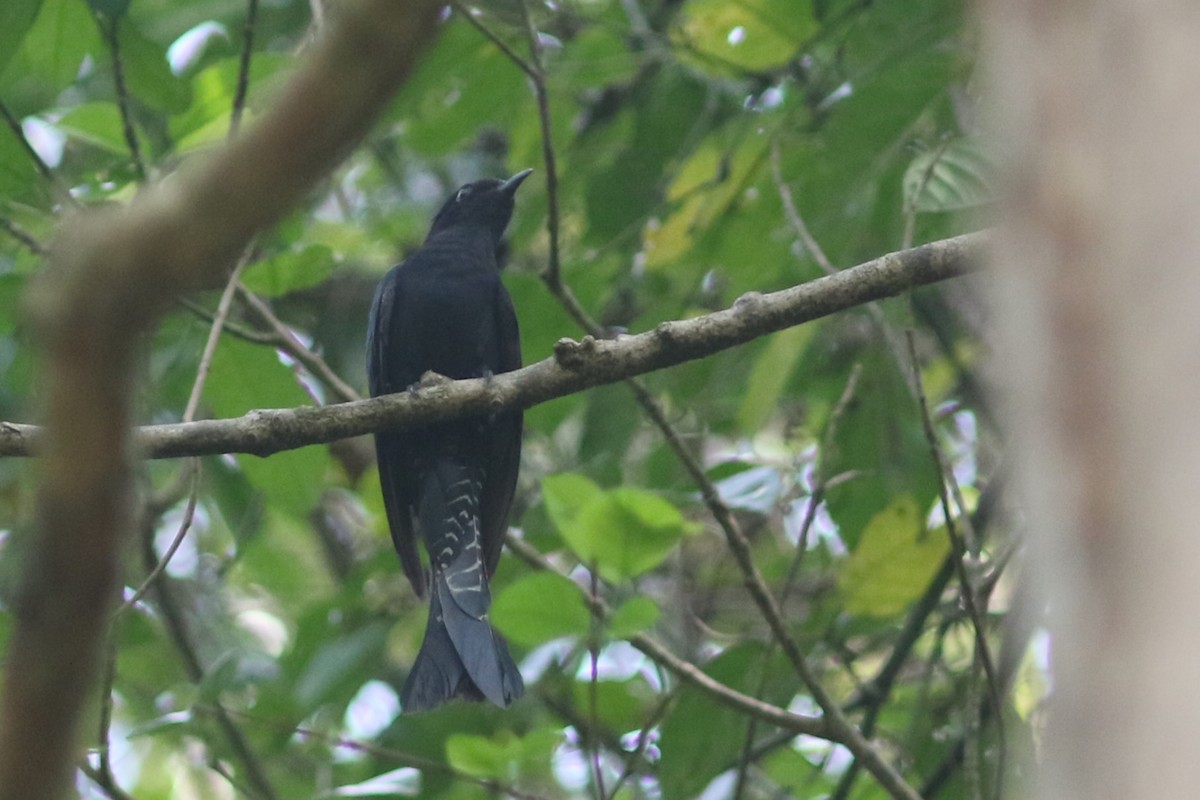 Square-tailed Drongo-Cuckoo - ML616146232