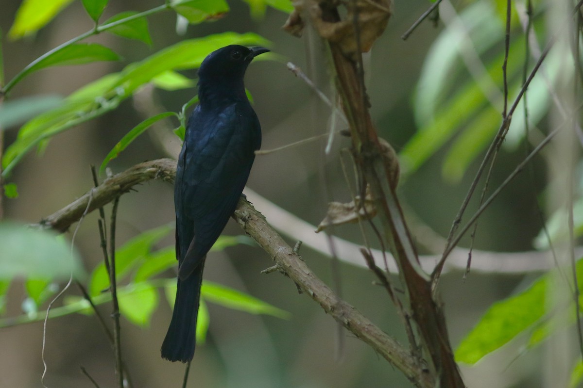 Square-tailed Drongo-Cuckoo - ML616146234