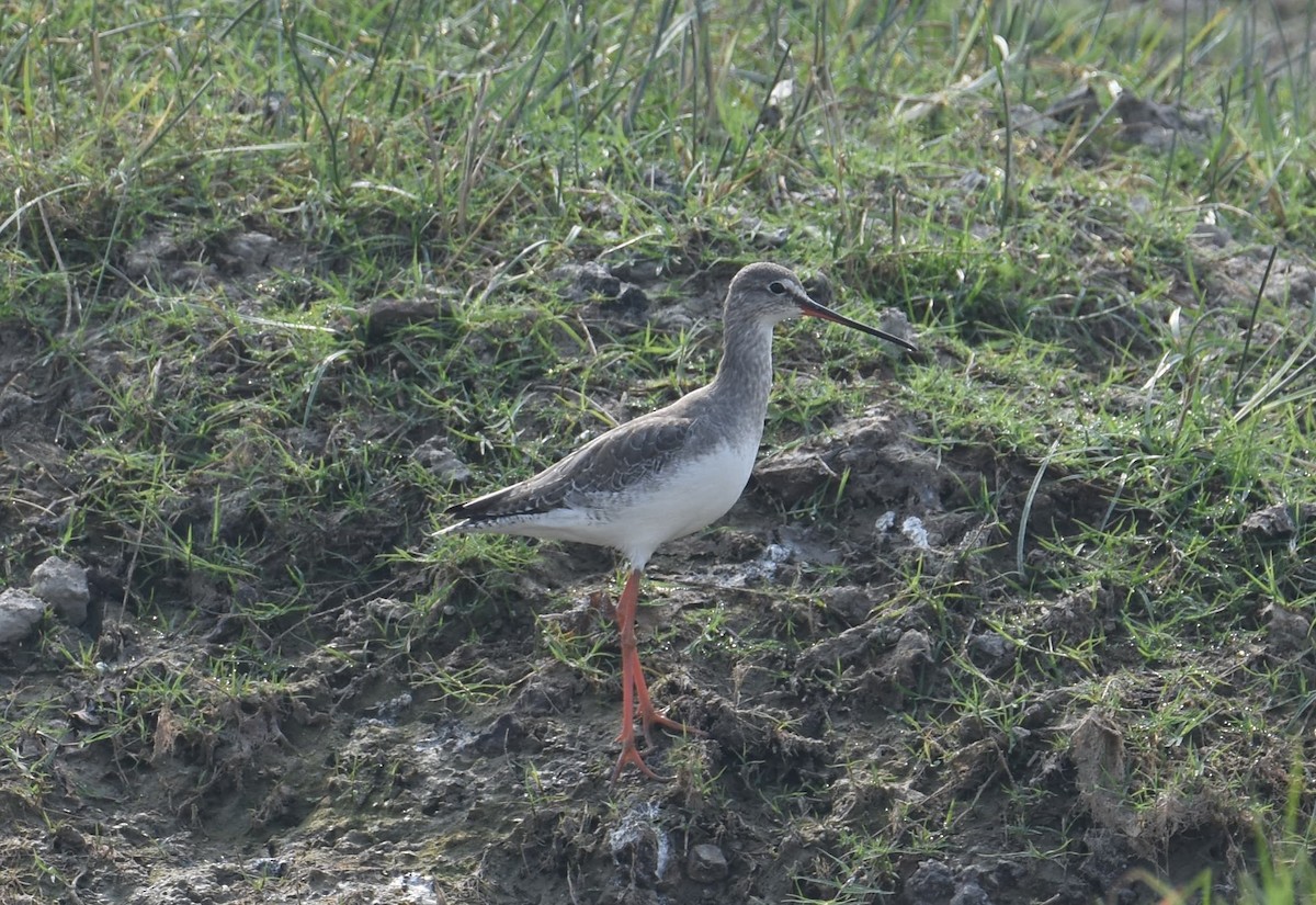 Spotted Redshank - ML616146347