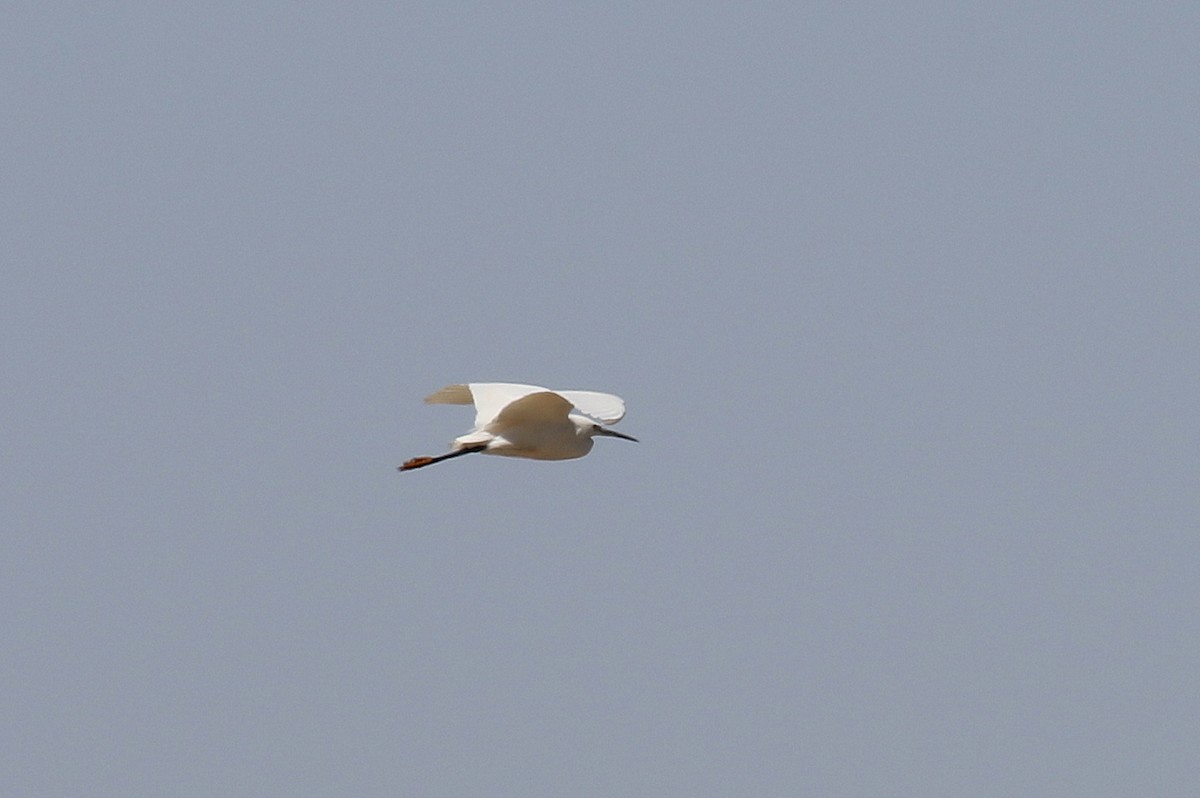 Little Egret (Western) - ML616146495