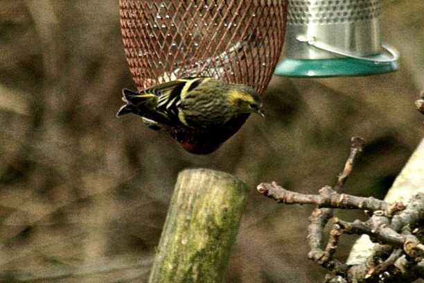 Eurasian Siskin - ML616146527