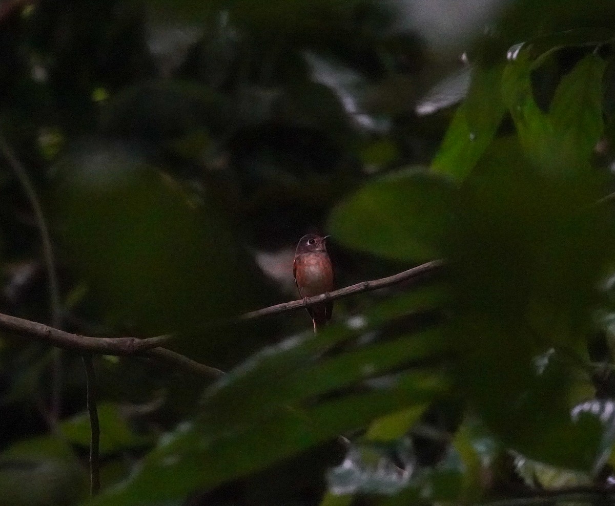 Ferruginous Flycatcher - Brad R