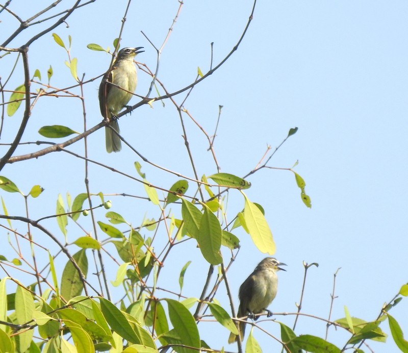 Bulbul à sourcils blancs - ML616146571