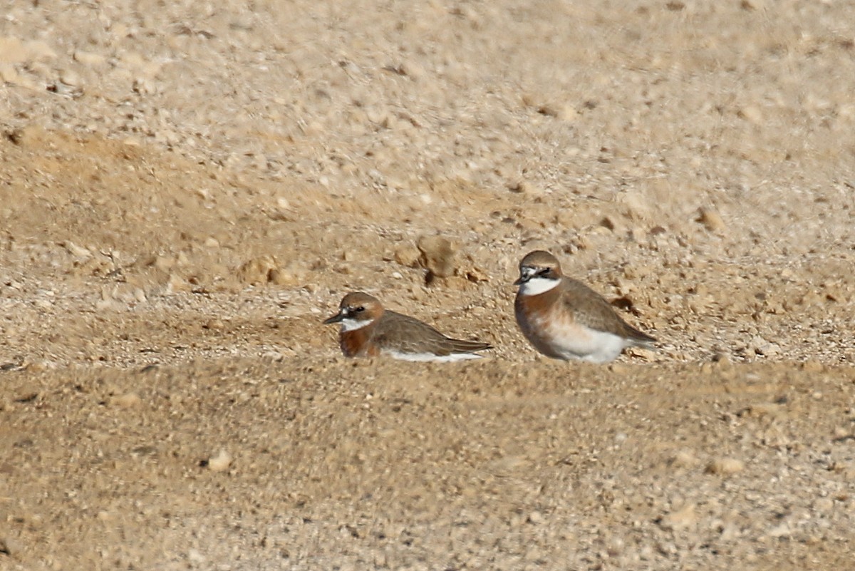 Greater Sand-Plover - Chris Kehoe