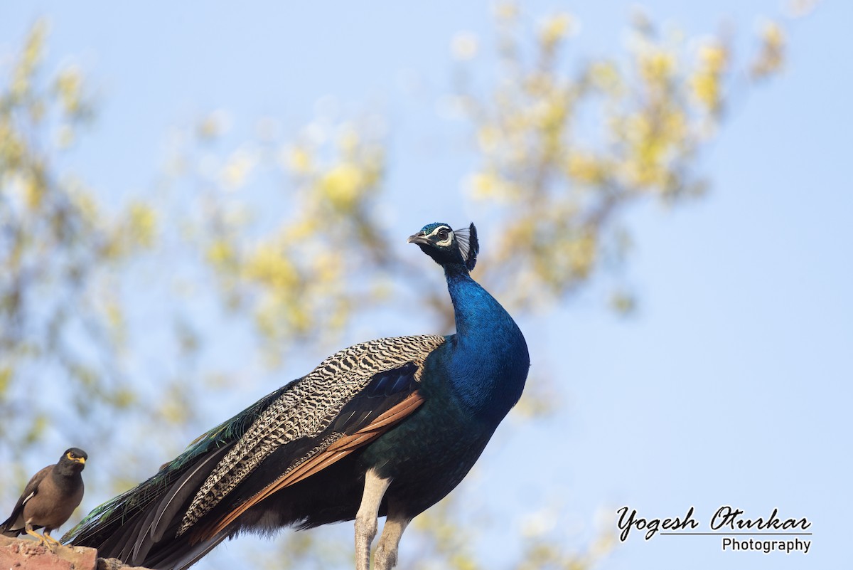 Indian Peafowl - ML616146650