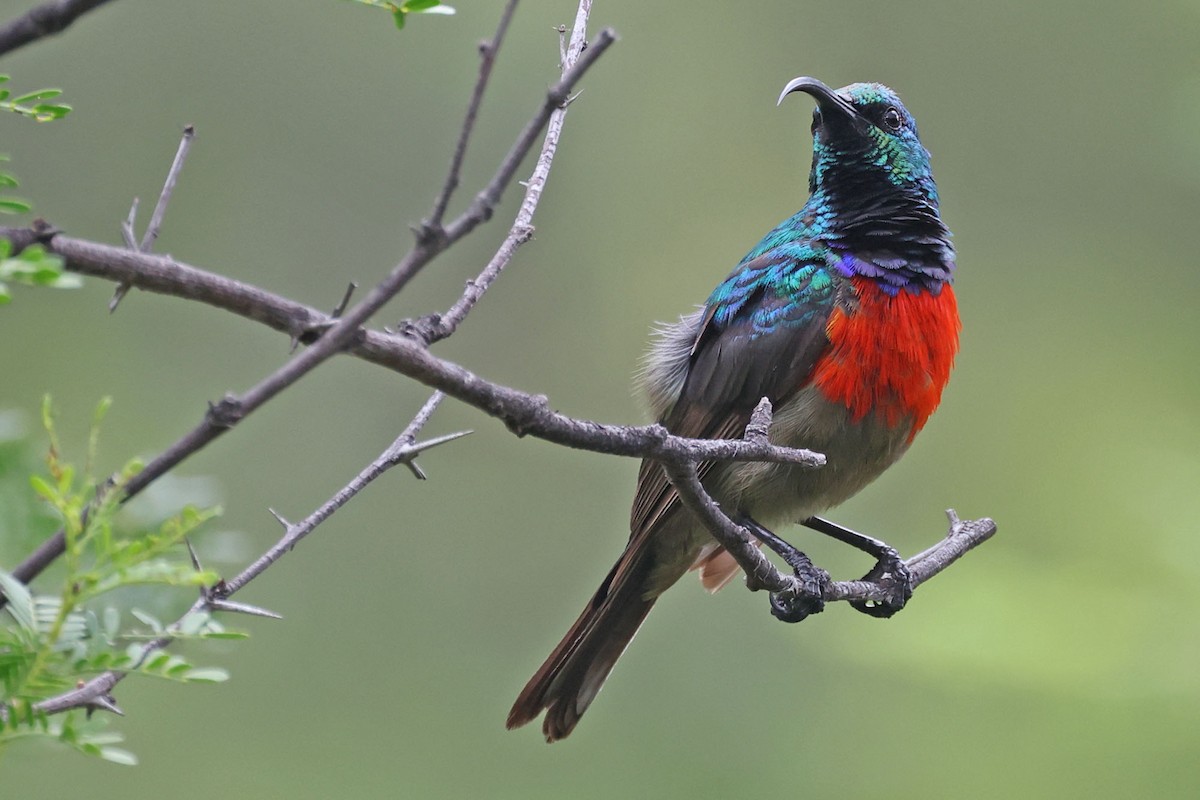 Greater Double-collared Sunbird - ML616146678