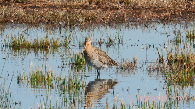 Black-tailed Godwit (limosa) - ML616146805